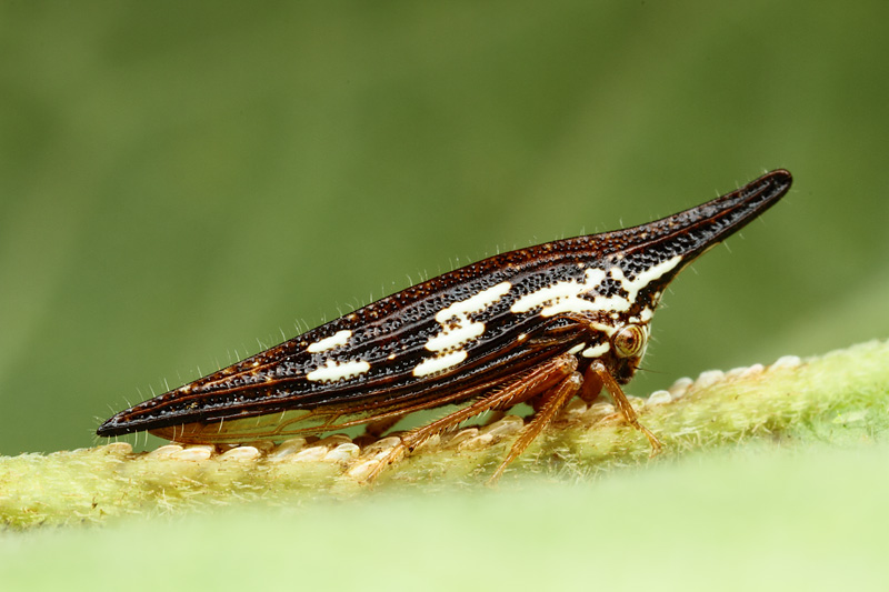 第131回 細長いツノゼミ、ポリグリプタ | ナショナル ジオグラフィック