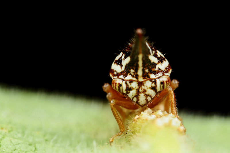 第131回 細長いツノゼミ、ポリグリプタ | ナショナル ジオグラフィック