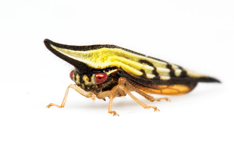第132回 葉を枯れさせて隠れるツノゼミ、ポリグリプタ | ナショナル