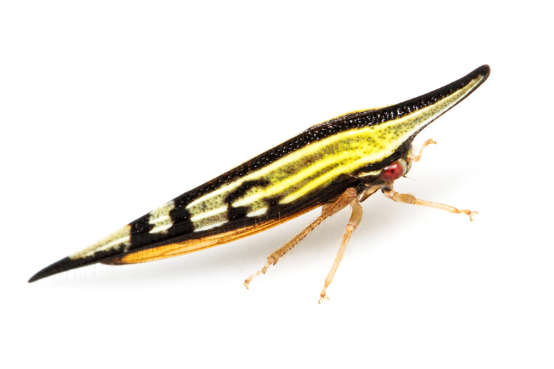 第132回 葉を枯れさせて隠れるツノゼミ、ポリグリプタ | ナショナル