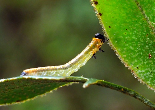 第150回 群れをはぐれた謎の幼虫 昆虫探偵が捜査 ナショナルジオグラフィック日本版サイト