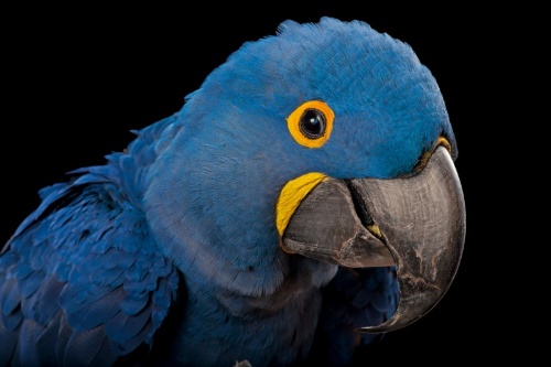 スミレコンゴウインコ Photographs by Joel Sartore