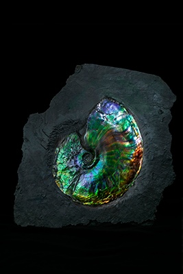 アンモライト カナダビジネスサービス所蔵