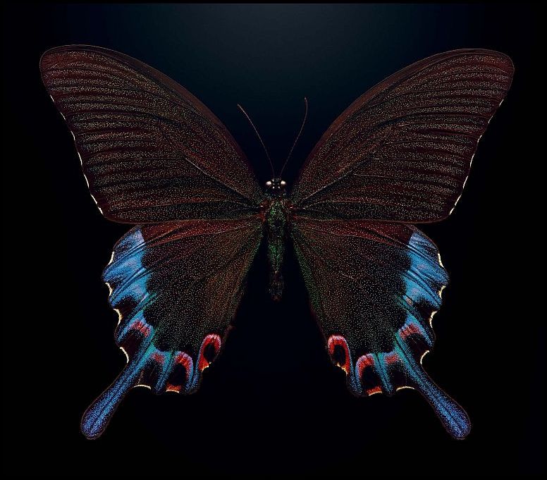 ルソンカラスアゲハ 【公式通販】 ルソンカラスアゲハ 【公式通販】