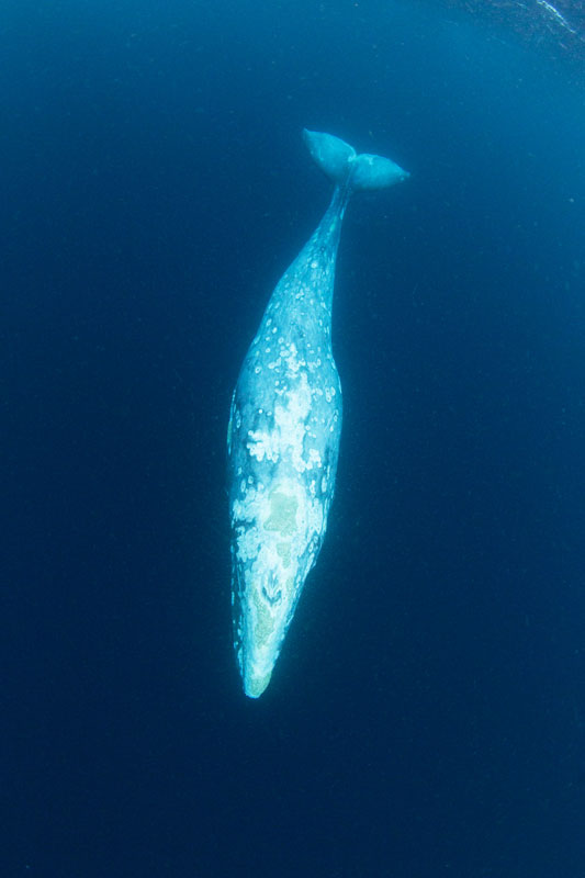 フォトギャラリー】伊豆諸島で見つかった希少なコククジラ