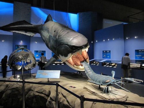 40億年の生物進化が一目で 生命大躍進展 に行ってみた ナショナルジオグラフィック日本版サイト 40億年の生物進化が一目で 生命大躍進展 に行ってみた ナショナルジオグラフィック日本版サイト