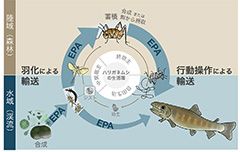 ノコギリエイ | ナショナル ジオグラフィック日本版サイト