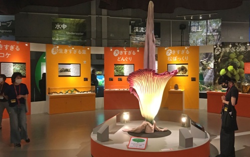 特別展 植物 に行ってみた 驚きのサバイバル能力が続々 ナショナルジオグラフィック日本版サイト 特別展 植物 に行ってみた 驚きのサバイバル能力が続々 ナショナルジオグラフィック日本版サイト