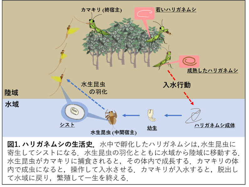 （画像提供：佐藤拓哉）