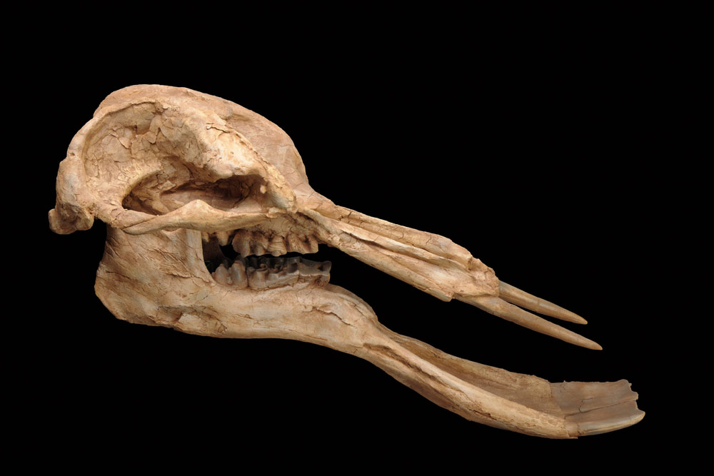 【★希少】プラティベロドンの歯の化石　象の祖先 platy012.jpg