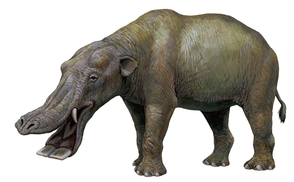 監修者が解説、特別展「化石ハンター展」の見どころ、100年前の“史上