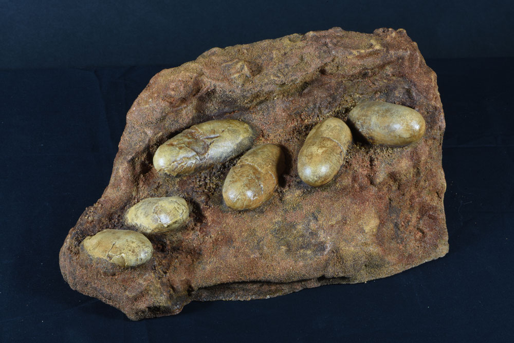 鑑賞石　化石 カブト・クワガタ専門店 BEETLE GARDEN on X