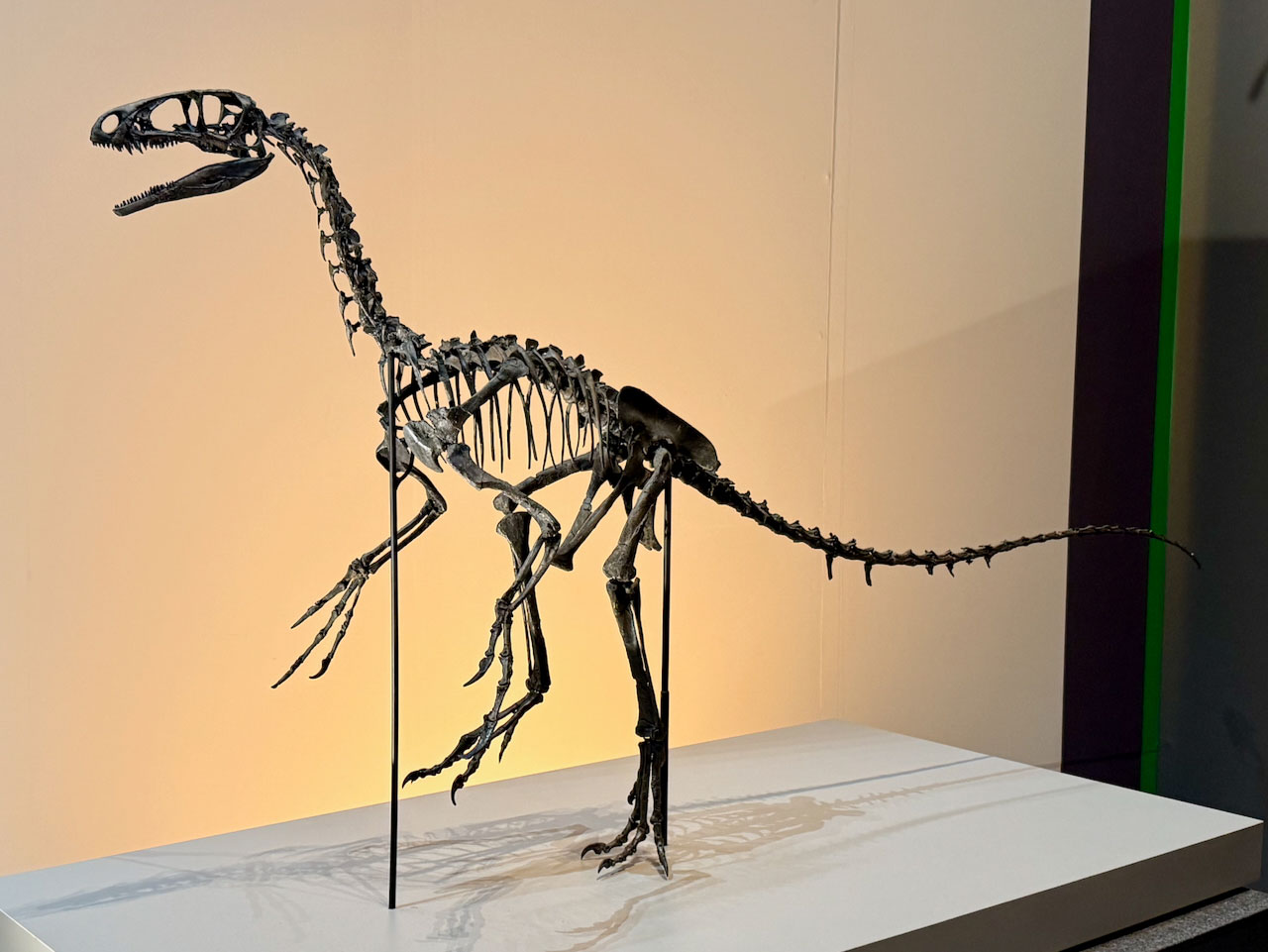 福井の恐竜4種から進化に迫る！ 特別展「獣脚類2025」の見どころを研究