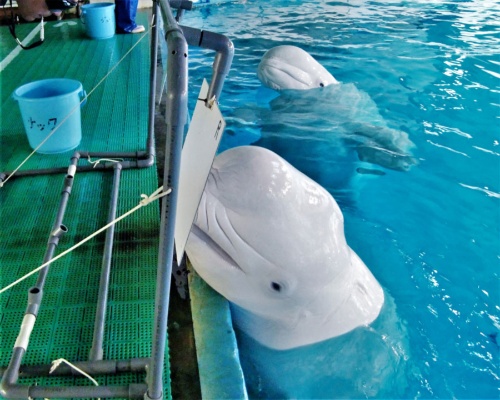 実はヒト並みの見え方をしていた 調査でわかったイルカの視力 ナショナルジオグラフィック日本版サイト 実はヒト並みの見え方をしていた 調査でわかったイルカの視力 ナショナルジオグラフィック日本版サイト