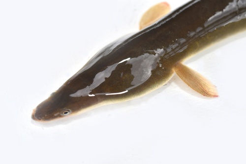 宍道湖のウナギは1993年に激減した。(写真提供:つり人社)