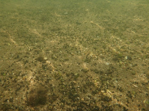 宍道湖(秋鹿沖)のシジミ。(写真提供:山室真澄)