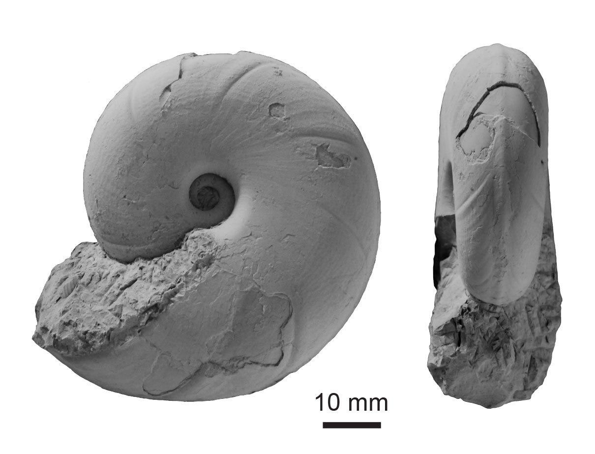 いまだ謎多きアンモナイト、“真の姿”は？ 「異常巻き」は泳げた
