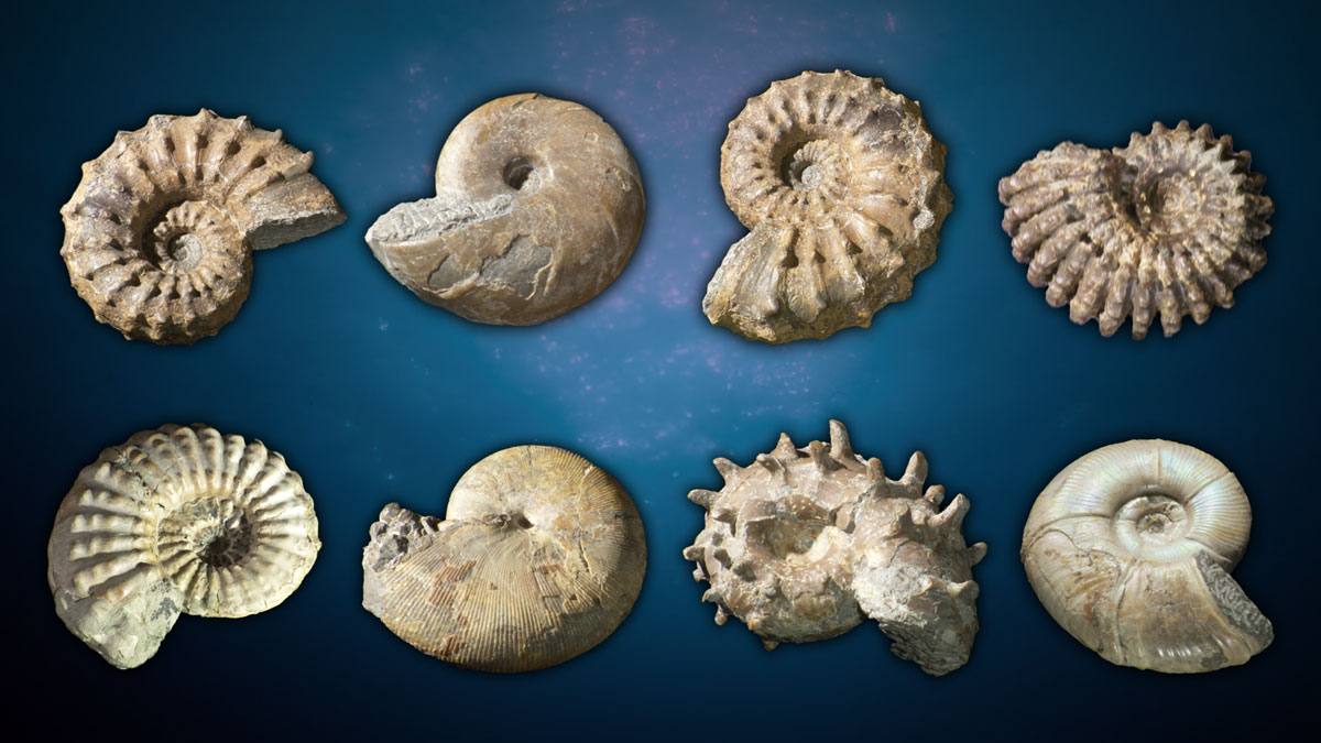 いまだ謎多きアンモナイト、“真の姿”は？ 「異常巻き」は泳げた