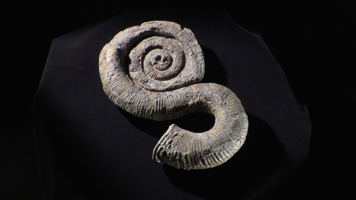 いまだ謎多きアンモナイト、“真の姿”は？ 「異常巻き」は泳げた