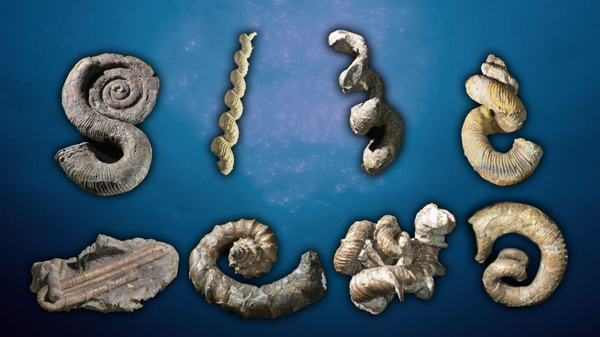 いまだ謎多きアンモナイト、“真の姿”は？ 「異常巻き」は泳げた