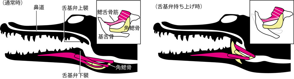新種と判明、古代ワニに「誤飲防止弁」を発見、水辺進出の始まり【研究者本人が解説】 | ナショナル ジオグラフィック日本版サイト