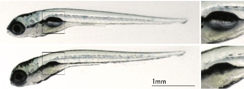 赤ちゃんが産声を上げられるのはオートファジーのおかげ 東大の最新研究を解説 ナショナルジオグラフィック日本版サイト 赤ちゃんが産声を上げられるのはオートファジーのおかげ 東大の最新研究を解説 ナショナルジオグラフィック日本版サイト