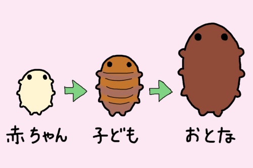 第37回 目に焼き付ける クマムシの色 ナショナルジオグラフィック日本版サイト