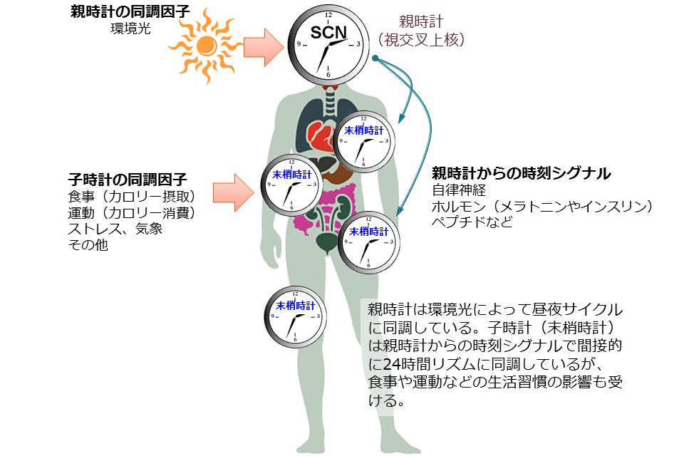 第75回 朝ごはんで体内時計をリセットのウソ ナショナル ジオグラフィック日本版サイト