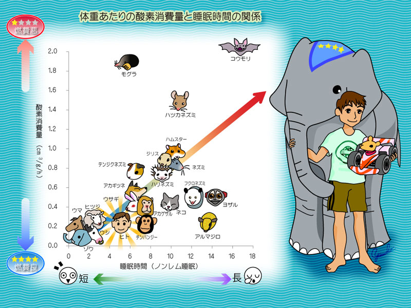 第57回 眠気の正体 ナショナルジオグラフィック日本版サイト