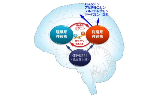 第128回 「起きるか眠るか」のせめぎ合い、どのように軍配が上がる?ナショナルジオグラフィック日本版サイト