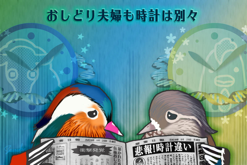 第59回 悲報 長年連れ添っても夫婦の睡眠習慣は似ない ナショナルジオグラフィック日本版サイト