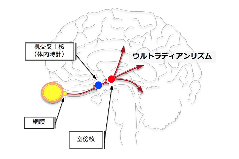 第97回 日中も90分ごとに眠くなるワケ | ナショナル ジオグラフィック