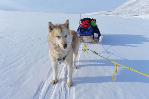 第4回 大人になった犬との再会 ナショナルジオグラフィック日本版サイト 第4回 大人になった犬との再会 ナショナルジオグラフィック日本版サイト