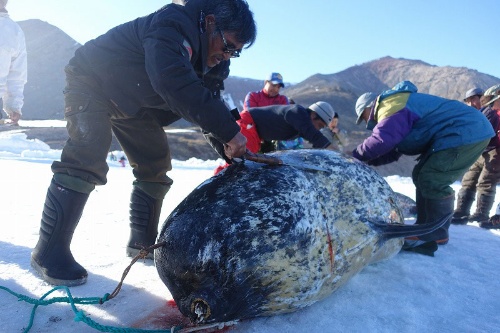 第6回 夏到来 干物作りの日々 ナショナルジオグラフィック日本版サイト 第6回 夏到来 干物作りの日々 ナショナルジオグラフィック日本版サイト