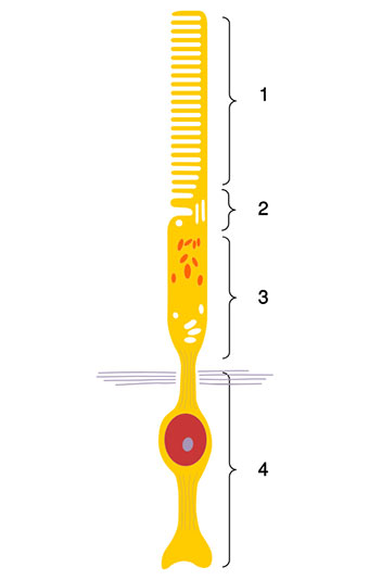 第1回 色覚はなぜ どのように進化してきたのか ナショナルジオグラフィック日本版サイト