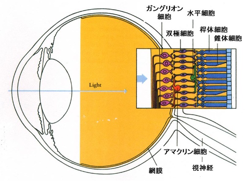 第1回 色覚はなぜ どのように進化してきたのか ナショナルジオグラフィック日本版サイト 第1回 色覚はなぜ どのように進化してきたのか ナショナルジオグラフィック日本版サイト