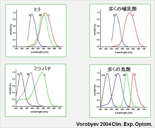 第2回 「色」は光にはなく、脳の中にあるナショナルジオグラフィック日本版サイト