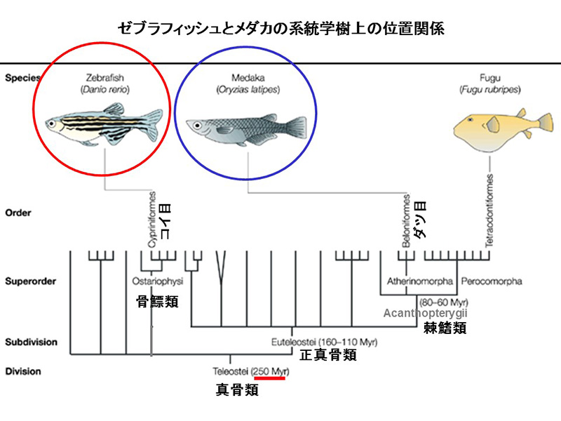 第3回 魚の色覚はすごい ナショナルジオグラフィック日本版サイト