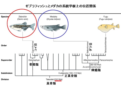 第3回 魚の色覚はすごい ナショナルジオグラフィック日本版サイト 第3回 魚の色覚はすごい ナショナルジオグラフィック日本版サイト
