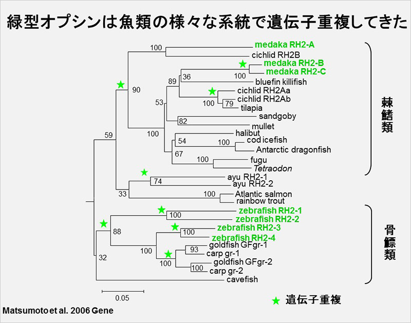 第3回 魚の色覚はすごい ナショナルジオグラフィック日本版サイト