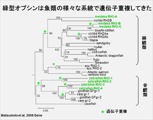 第3回 魚の色覚はすごい ナショナルジオグラフィック日本版サイト 第3回 魚の色覚はすごい ナショナルジオグラフィック日本版サイト