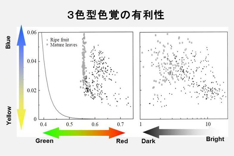 第4回 なぜ霊長類はまた3色型色覚を獲得したのか ナショナルジオグラフィック日本版サイト