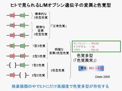 第4回 なぜ霊長類はまた3色型色覚を獲得したのか ナショナルジオグラフィック日本版サイト 第4回 なぜ霊長類はまた3色型色覚を獲得したのか ナショナルジオグラフィック日本版サイト