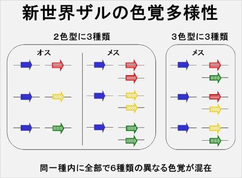 第5回 ヒトのような色覚多型を野生のサルで発見!ナショナルジオグラフィック日本版サイト