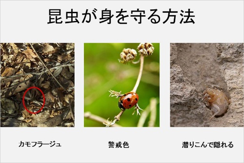 第6回 正常色覚 が本当に有利なのか ナショナルジオグラフィック日本版サイト 第6回 正常色覚 が本当に有利なのか ナショナルジオグラフィック日本版サイト