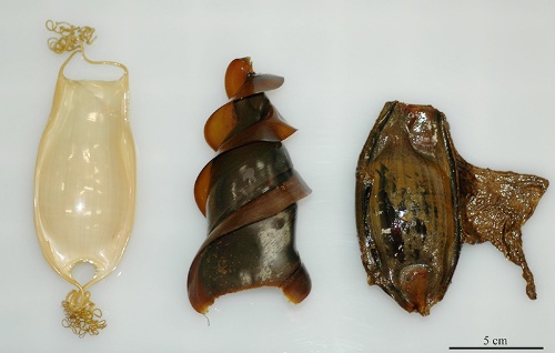 第3回 共食いも胎盤も サメは 繁殖様式のデパート ナショナルジオグラフィック日本版サイト