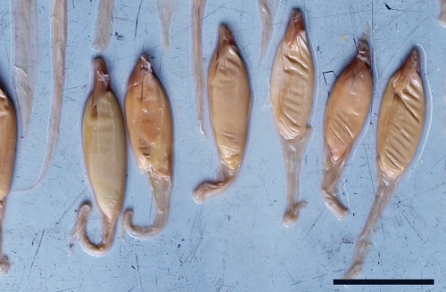 第3回 共食いも胎盤も サメは 繁殖様式のデパート ナショナルジオグラフィック日本版サイト 第3回 共食いも胎盤も サメは 繁殖様式のデパート ナショナルジオグラフィック日本版サイト