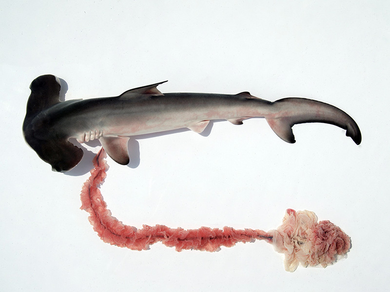 第3回 共食いも胎盤も！ サメは「繁殖様式のデパート」 | ナショナル 