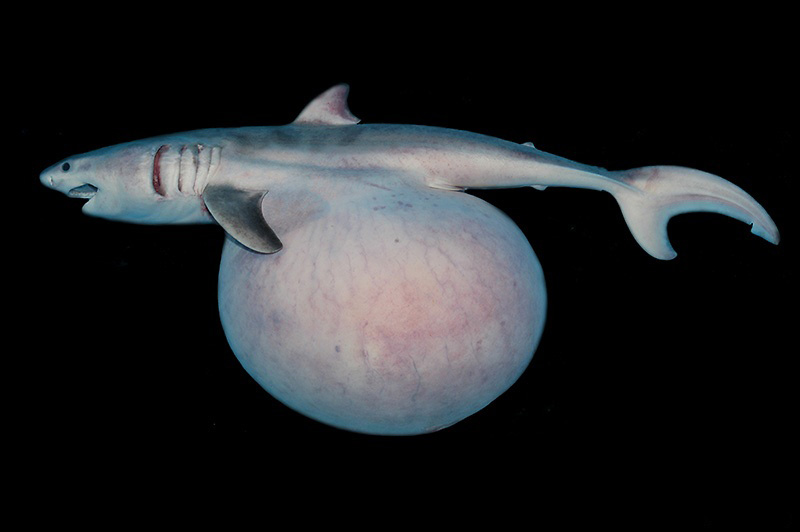 第3回 共食いも胎盤も サメは 繁殖様式のデパート ナショナル ジオグラフィック日本版サイト