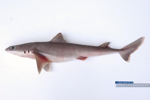 第5回 海に憧れた少年がサメ博士になるまでとこれから ナショナル ジオグラフィック日本版サイト 第5回 海に憧れた少年がサメ博士になるまでとこれから ナショナル ジオグラフィック日本版サイト